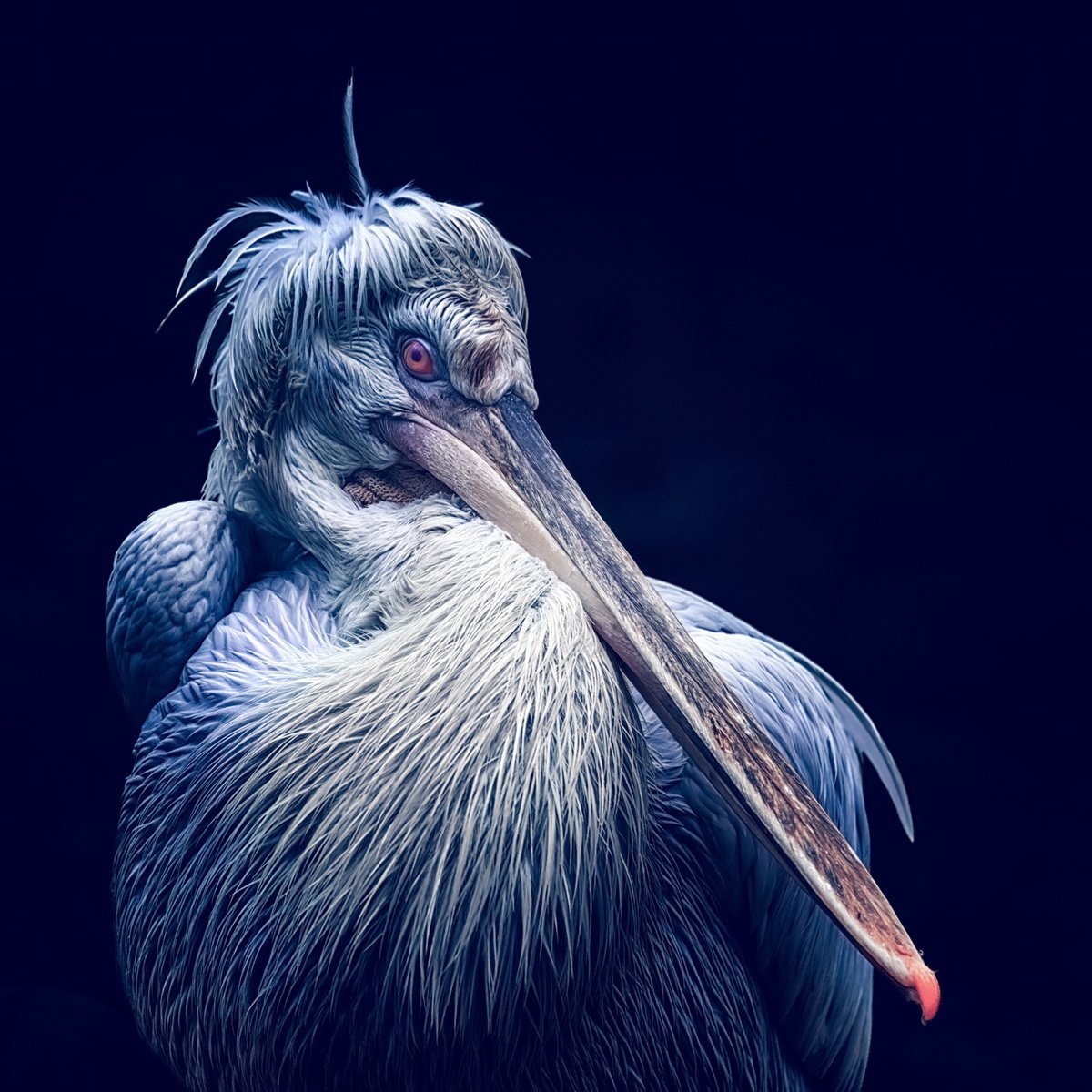 Animal Photograph By Paul Nash, 24 X 24", Dalmatian Pelican Square, Original Artwork