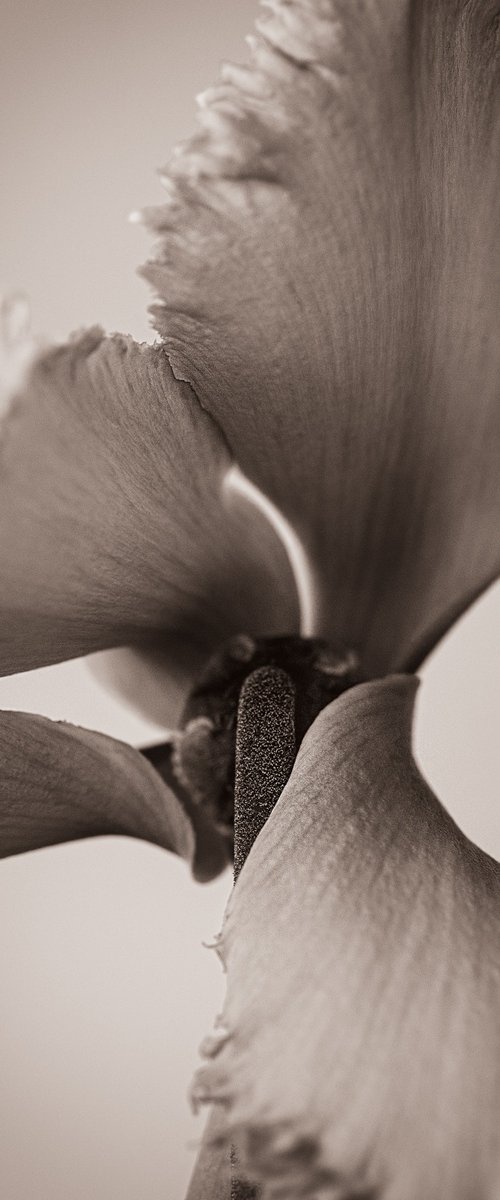 Cyclamen I by Cornelia Weber