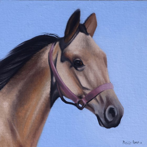 Horse portrait 37