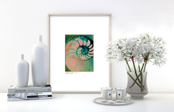 Nautilus Shell Collection 21