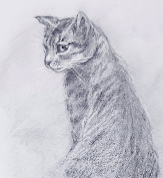 Kaveri, the Tabby Cat