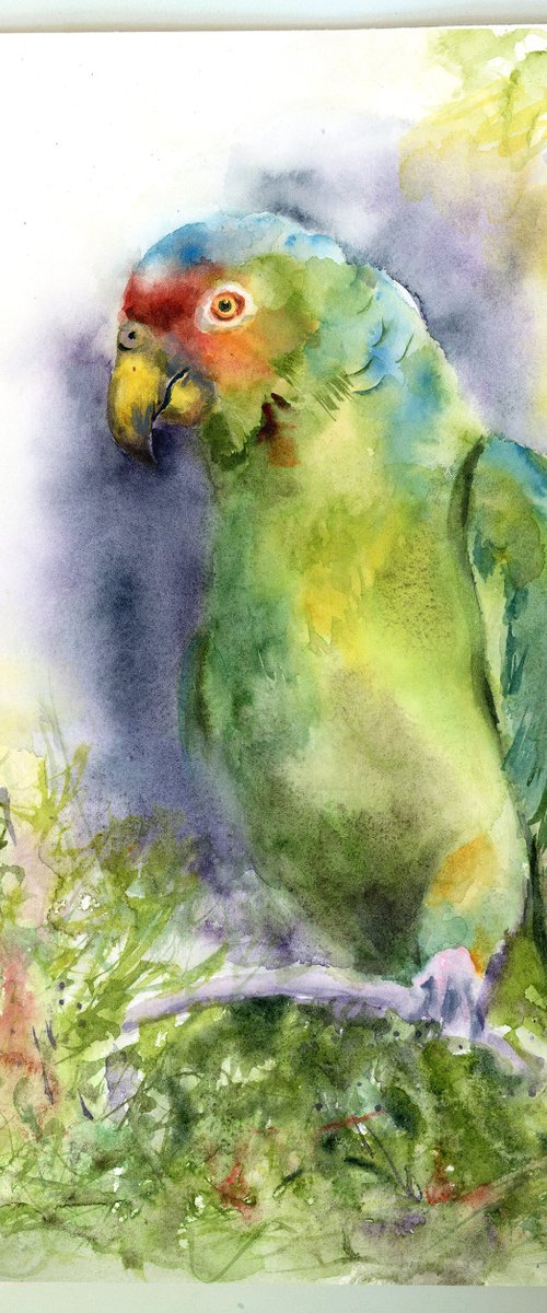 Parrot by Olga Tchefranov (Shefranov)