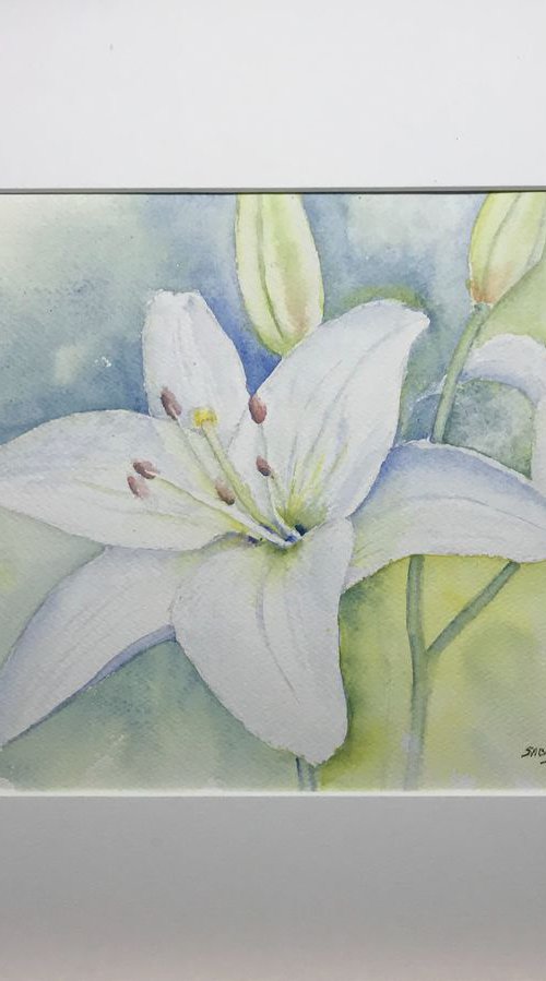 White lily by Sabrina’s Art