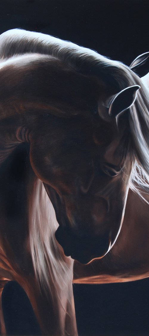 Equine light by Marie Madej
