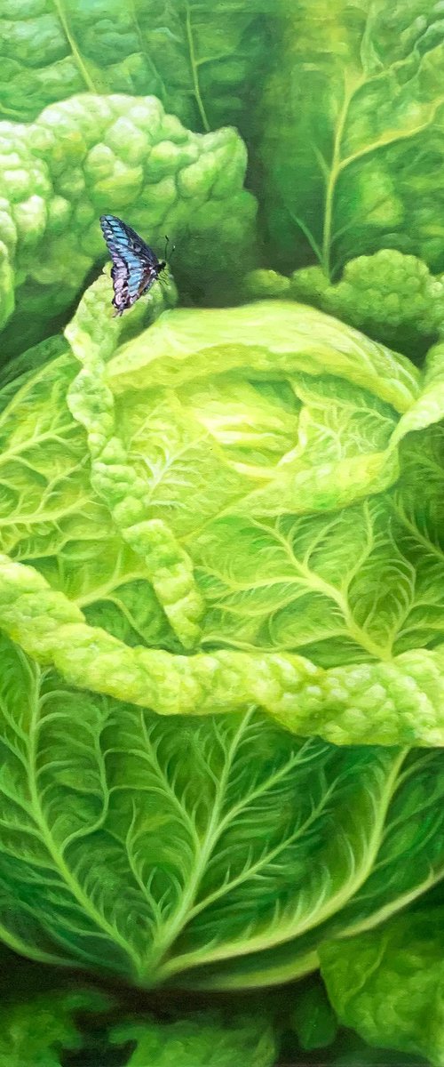 Cabbage c192 by Kunlong Wang