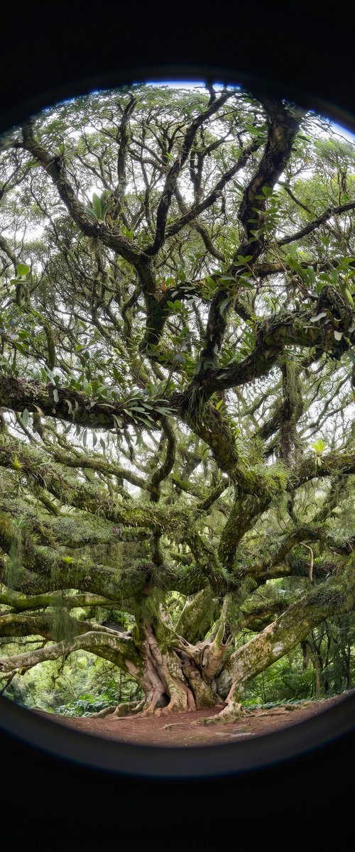 Tree of Life by Gilliard Bressan