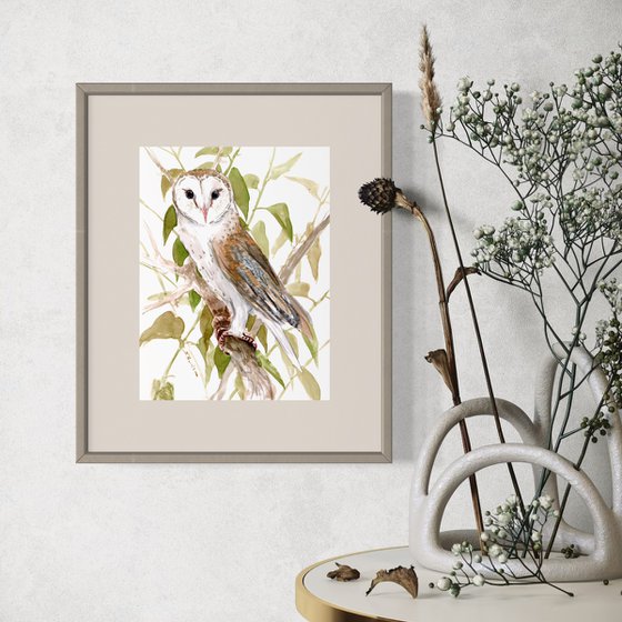 Barn Owl