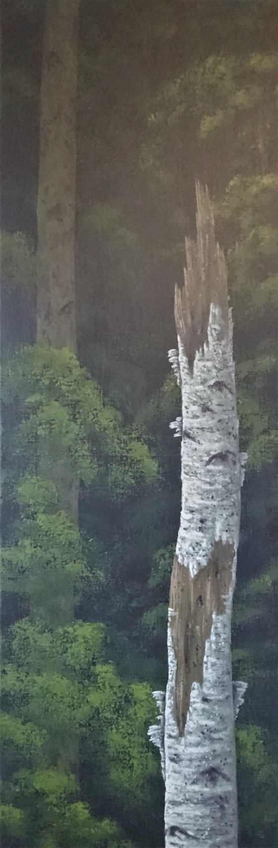 Dead birch, Rydal