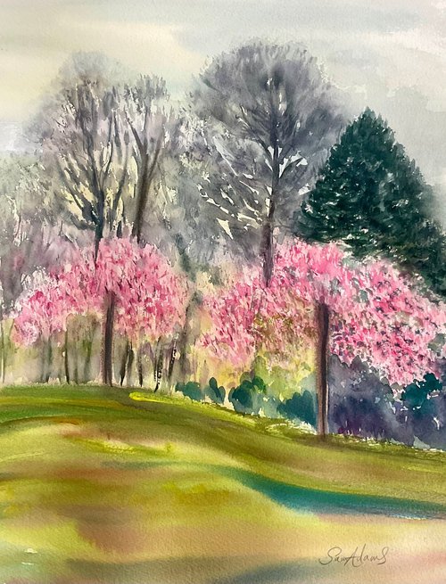 Japanese cherry blossoms, Kingston lacy gardens, Dorset by Samantha Adams