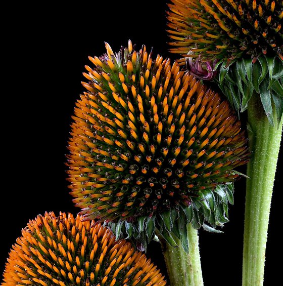 Coneflower Heads