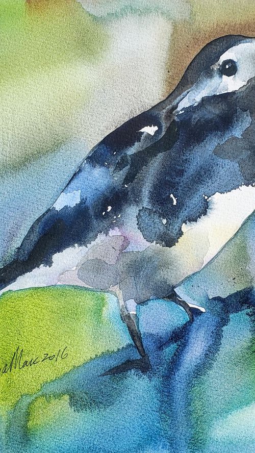 Magpie bird by Polina Morgan