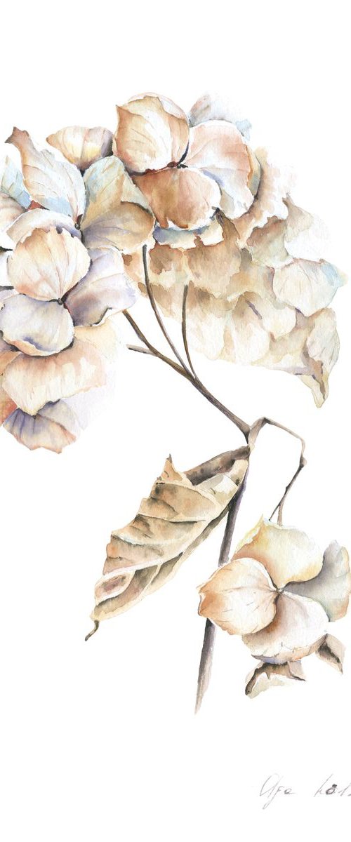 Dry Hydrangea by Olga Koelsch