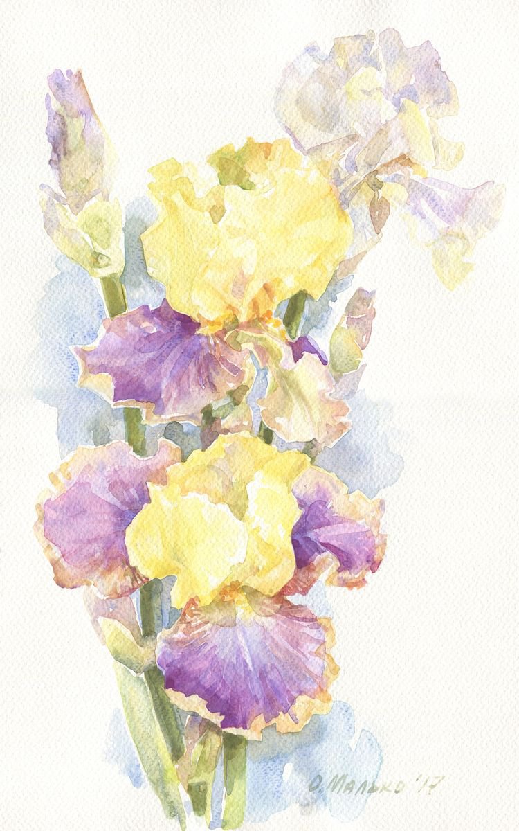 Irises / Lilac yellow flowers Floral watercolor by Olha Malko