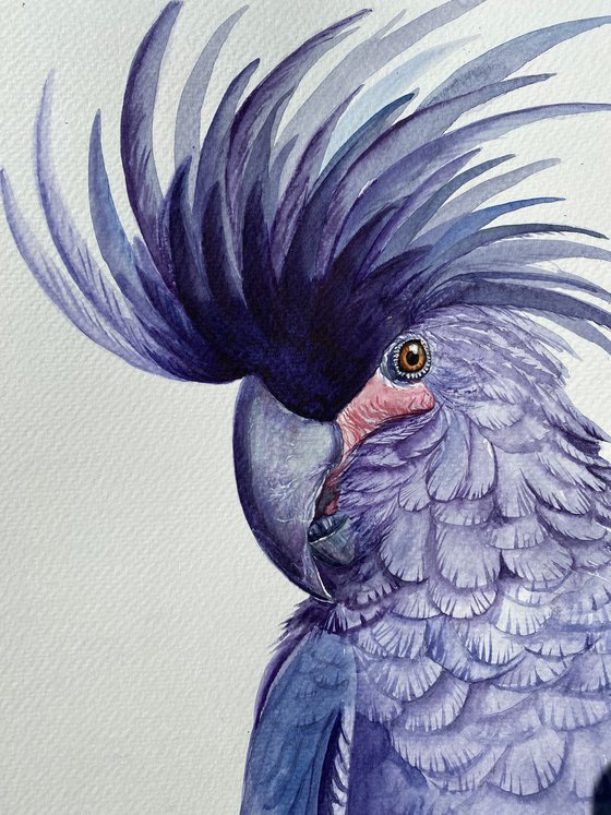 Black palm cockatoo, A Playful Glimpse of Nature in Watercolour