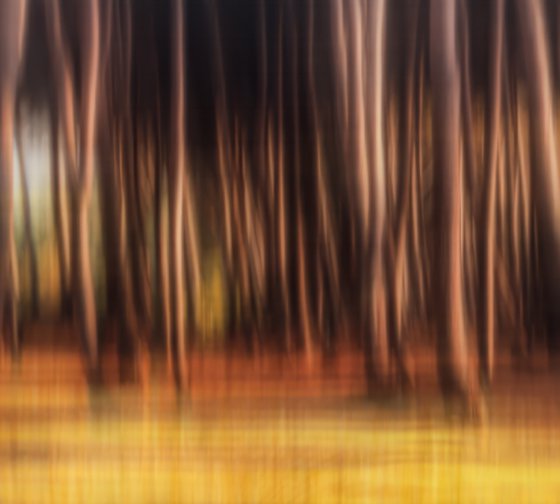 Shimmering pines