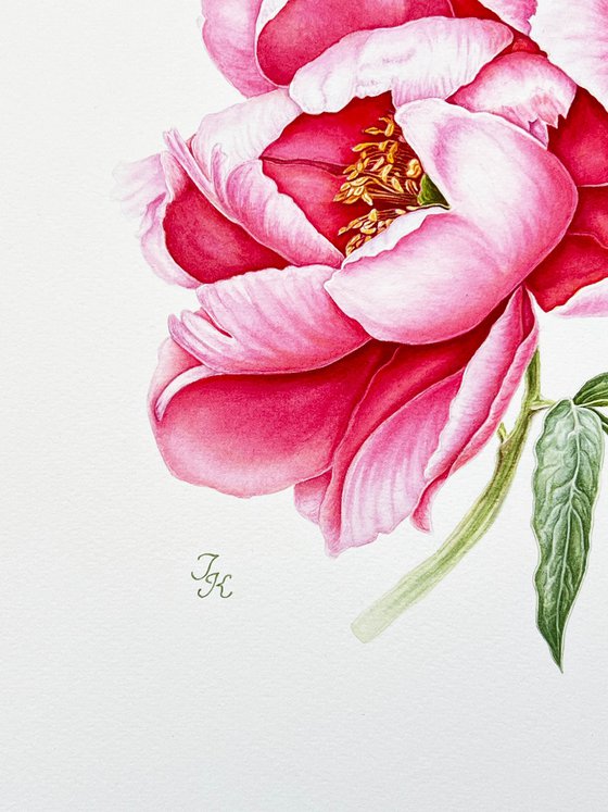 Pink peony