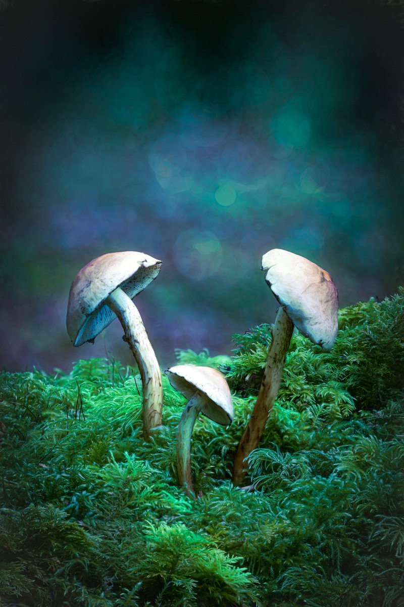 Botanical Photograph By Paul Nash, 16 X 24", The Three Amigos, Original Artwork