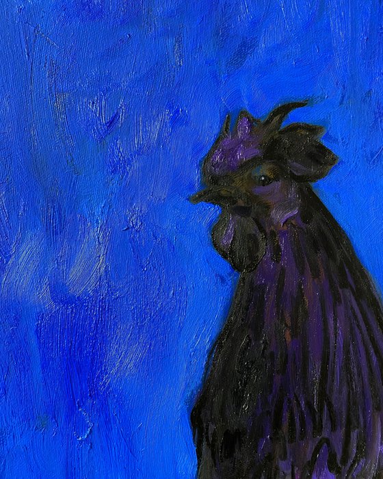 Black rooster