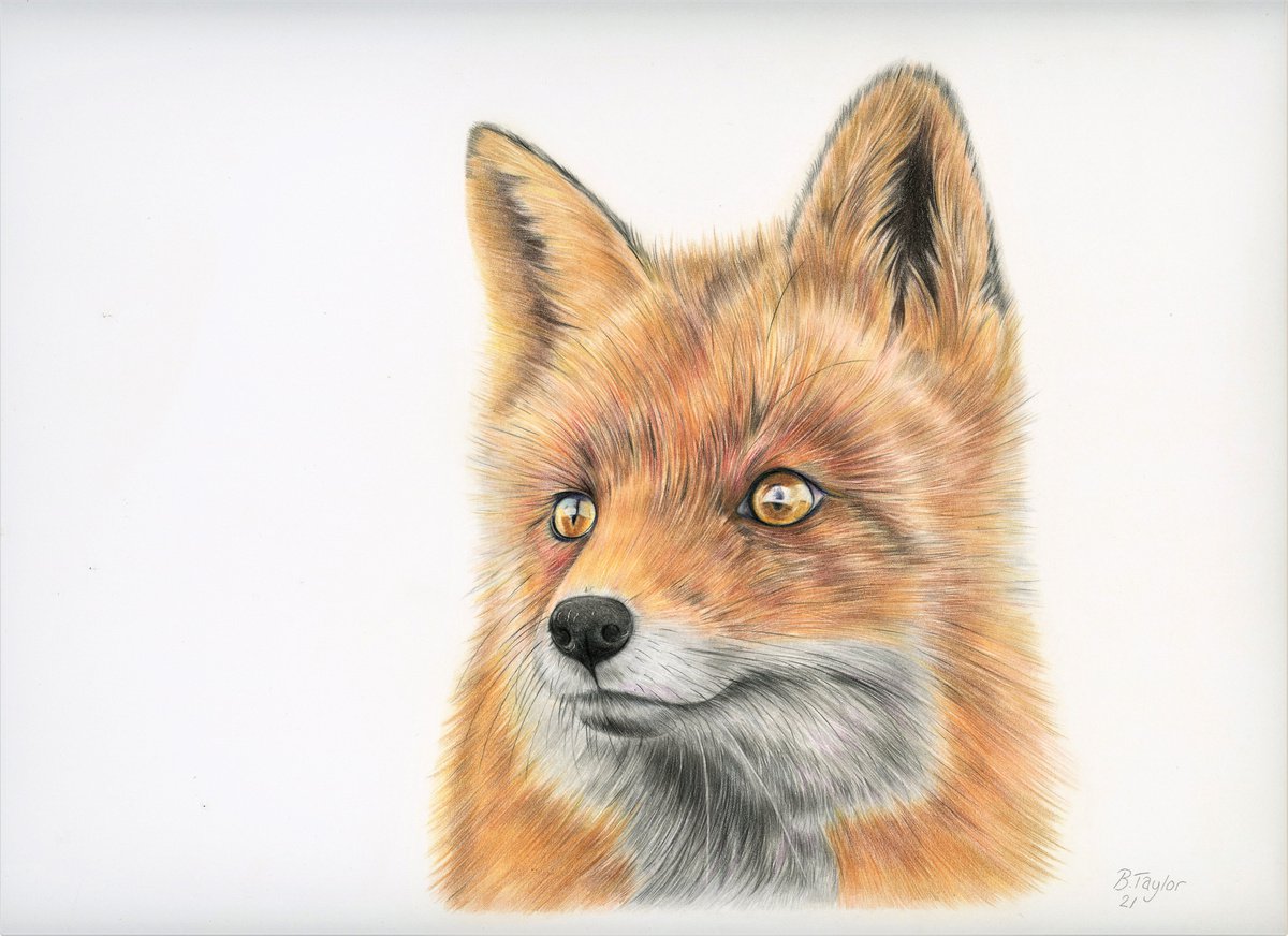 Realistic fox drawing by Bethany Taylor