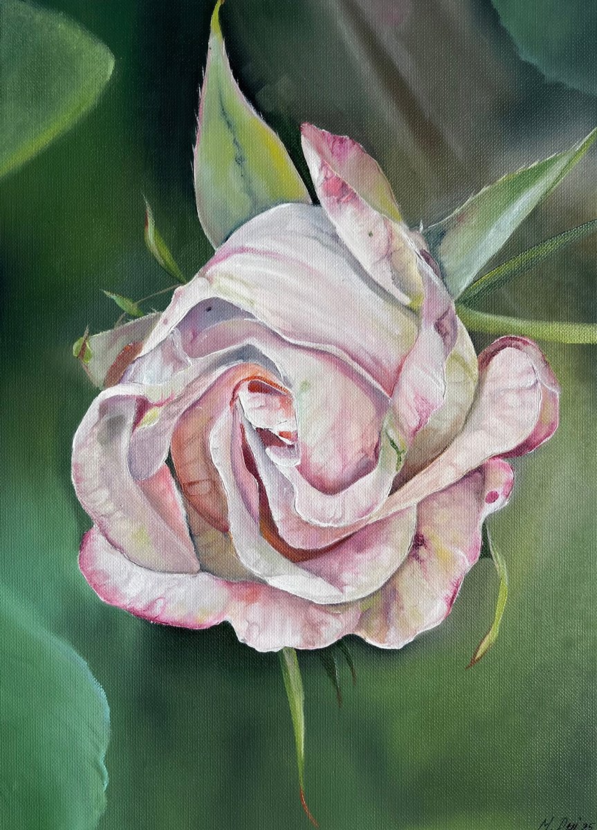 Photorealistic Oil Painting , Gentle Pink Rose By Myroslava Denysyuk, 9 X 13, Artwork For Sale On Artfinder