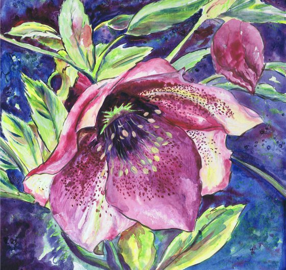 Hellebore Flower (framed)