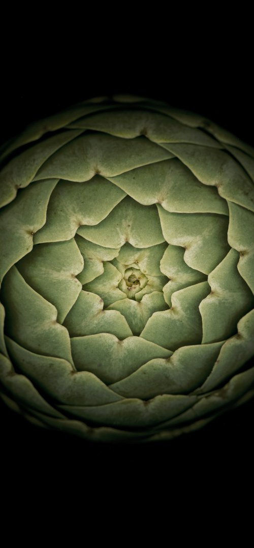 Artichoke by Robert Houser