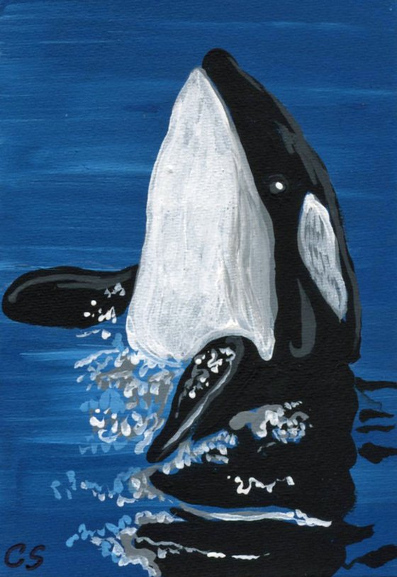 ACEO ATC Original Miniature Painting Orca Killer Whale Marine Wildlife Art-Carla Smale