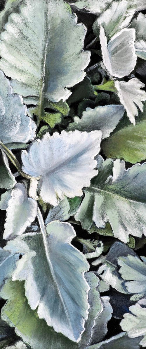 Silver Cineraria I by Oxana Babkina
