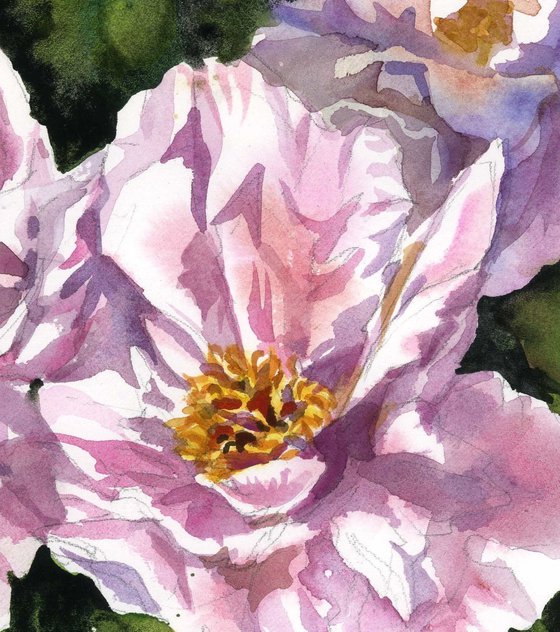 double peonies watercolor floral