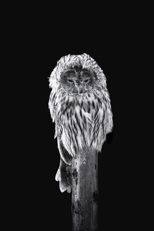 Ural Owl on a post by Paul Nash