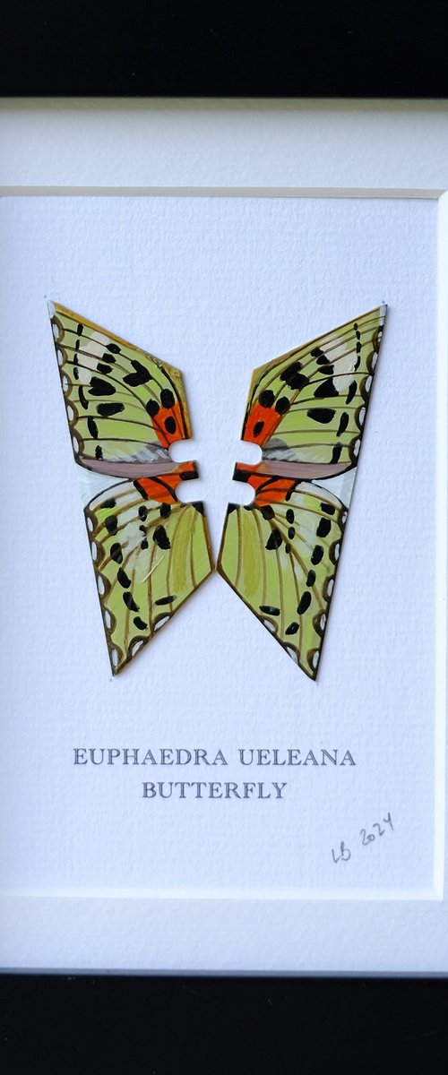 Euphaedra Ueleana butterfly by Lene Bladbjerg