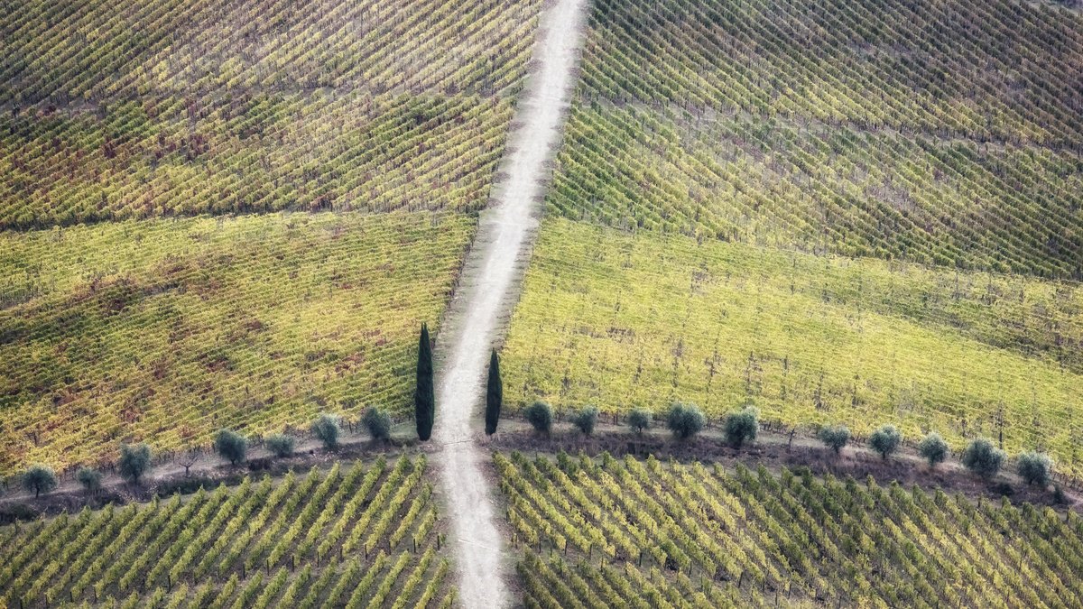 Geometric vineyards by Karim Carella