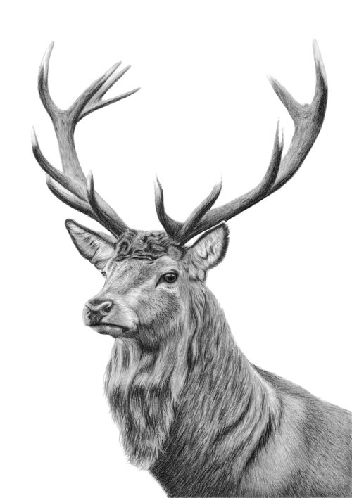 Red Stag by Sulkers Art