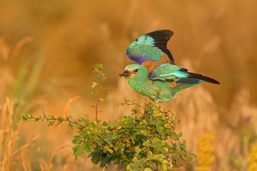 Photography | Birds | Coracias garrulus by Boris Belchev