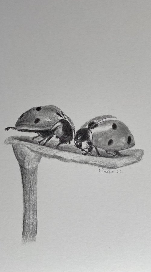 Ladybirds by Maxine Taylor