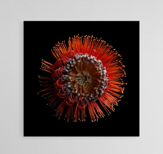 Scarlet Banksia Flower