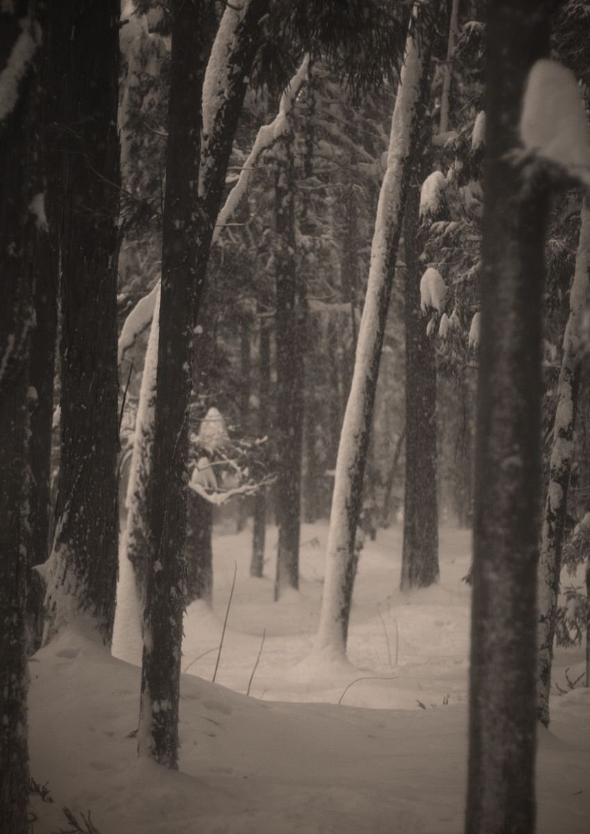 Winter In A Japanese Forest 一 by Peter Gillies