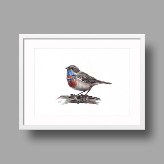 Bluethroat