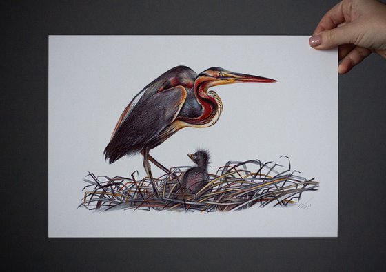 Purple Heron