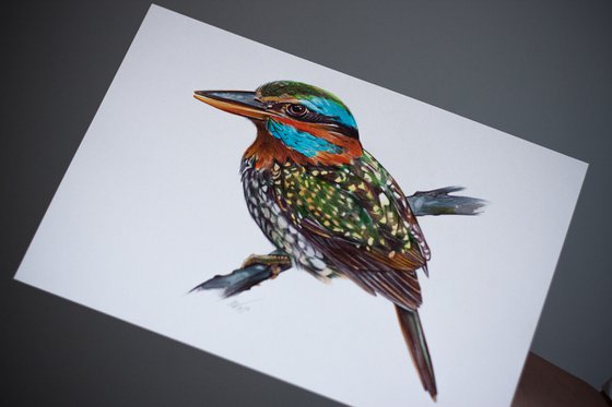 Birds Collection III