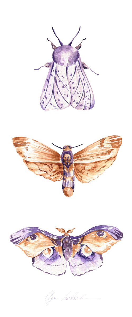 Mystery Moths 1 by Olga Koelsch