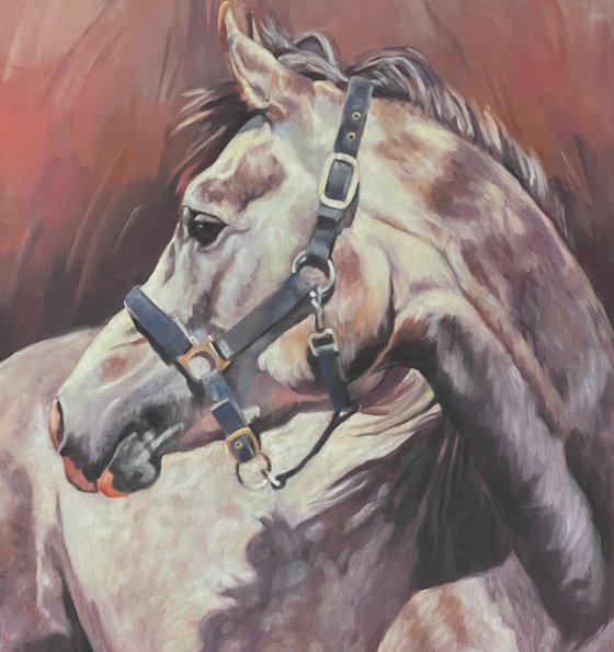 Looking Back - Grey Arab