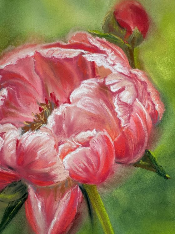 Floral: Coral Peony 1