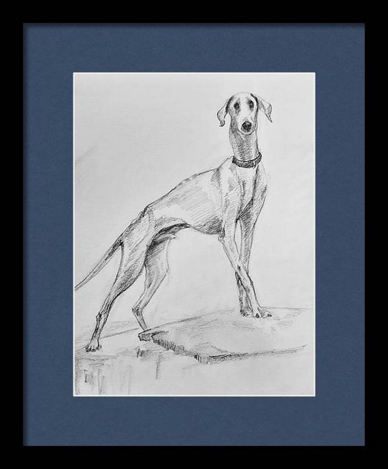 The Mudhol hound - Pet Dog Pencil sketch