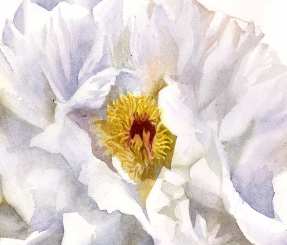 White peony watercolor floral