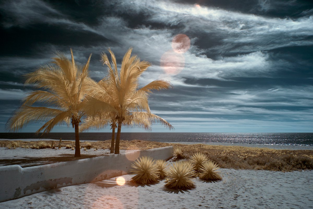 Palmeras, Playa Delfn, Oaxaca. by Ed Watts