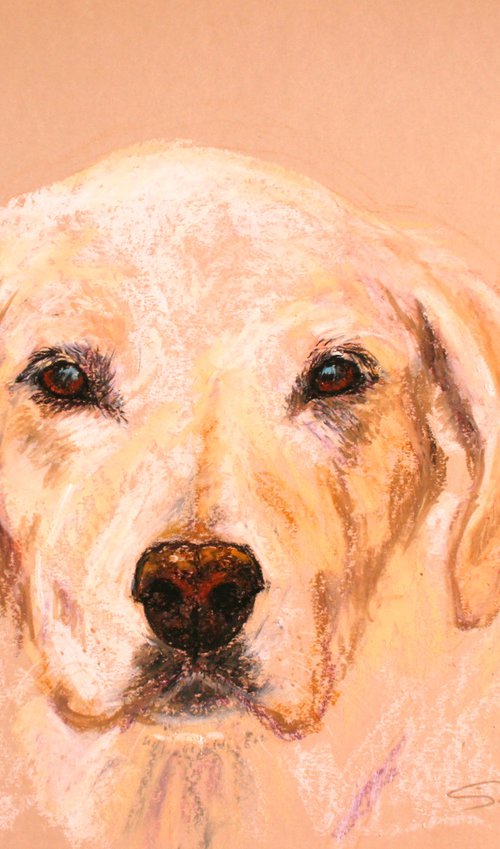 Dog III... Labrador Retriever /  ORIGINAL PAINTING by Salana Art