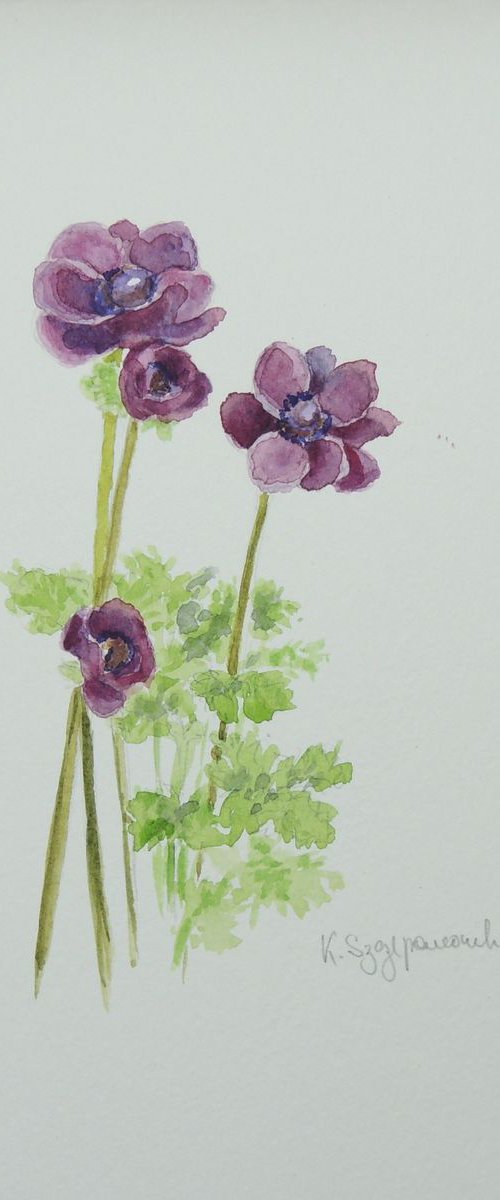 Flowers from my garden by Krystyna Szczepanowski
