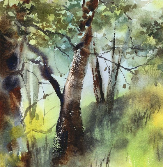 Summer Forest