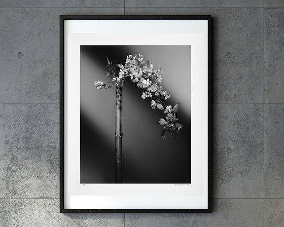 “The tale of the Princess Returning to the Moon” #002-Hydrangea, Flowers of deutzia, Bamboo-